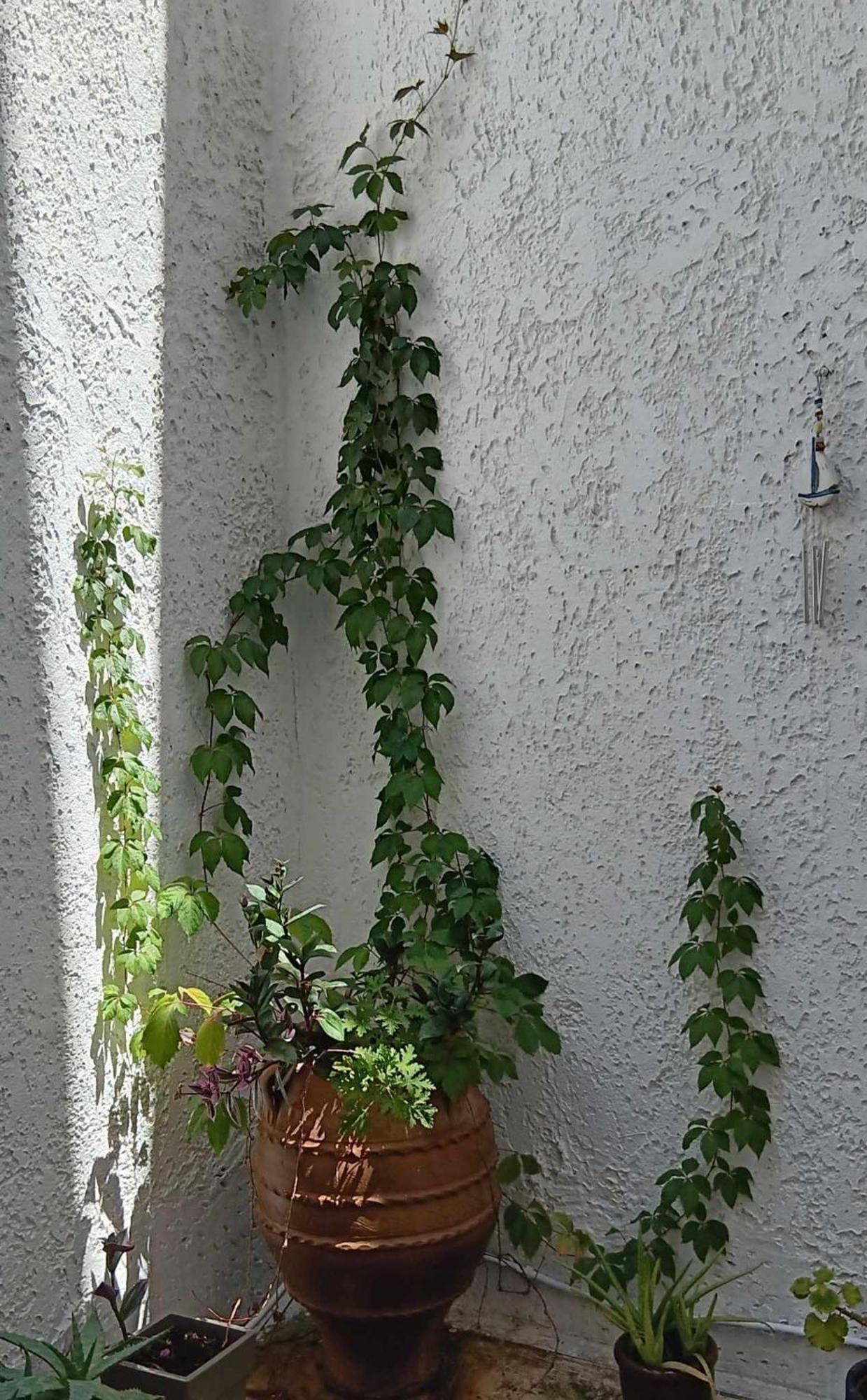 Athenian Asty Guesthouse Εξωτερικό φωτογραφία